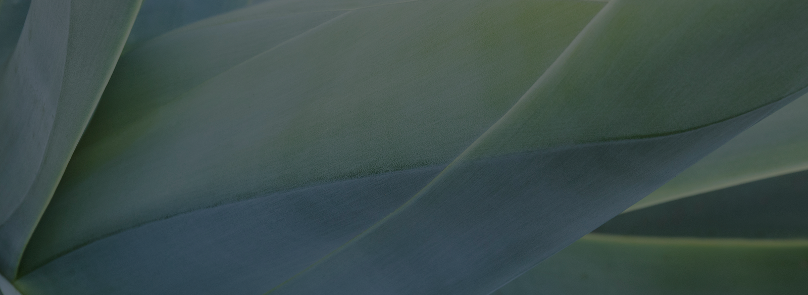 Close-up of green plant leaf textures.